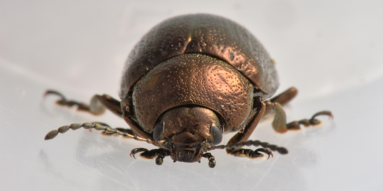 Chrysomelidae; Chrysolina herbacea, forma